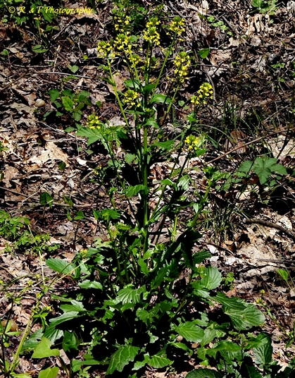 {Barbarea vulgaris}